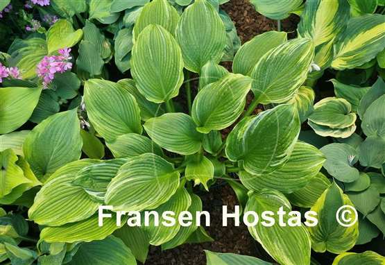 Hosta Ginrei